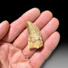 Carcharodontosaurus tooth for sale