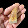 Carcharodontosaurus  tooth from Morocco