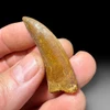 Carcharodontosaurus tooth for sale