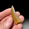 Carcharodontosaurus tooth for sale