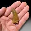 Carcharodontosaurus tooth for sale