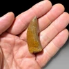 Carcharodontosaurus tooth for sale