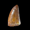Carcharodontosaurus  tooth from Morocco