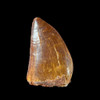 Carcharodontosaurus  tooth from Morocco