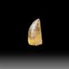Carcharodontosaurus tooth for sale
