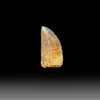 Carcharodontosaurus tooth for sale
