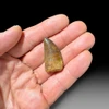 1.38" Carcharodontosaurus tooth (13)