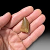 Carcharodontosaurus tooth for sale