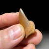 Carcharodontosaurus tooth for sale