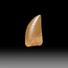 Carcharodontosaurus tooth for sale