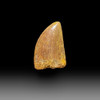 Carcharodontosaurus tooth for sale