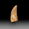Carcharodontosaurus tooth for sale