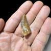 Carcharodontosaurus tooth for sale