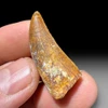 Carcharodontosaurus tooth for sale
