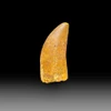 Carcharodontosaurus tooth for sale