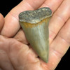 Mako fossil shark tooth