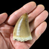 Large mosasaur tooth  for sale