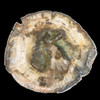 Petrified wood slice Petrified wood slice