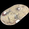 Small Ammonite platter Small Ammonite platter