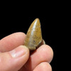 T-rex tooth for sale