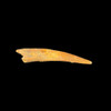 Pterosaur tooth