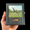 Pterosaur tooth