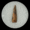 Pterosaur tooth Pterosaur tooth