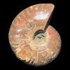 Iridescent ammonite