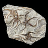 Fossil starfish plaque