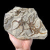 Fossil starfish plaque