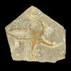 Fossil starfish for sale