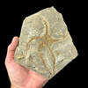 Fossil starfish for sale
