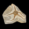 Fossil Starfish Fossil Starfish