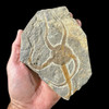 Fossil starfish for sale