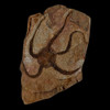 Fossil Starfish
