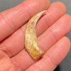 Raptor fossil claw Raptor fossil claw