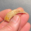 Raptor fossil claw Raptor fossil claw