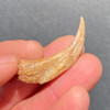 Raptor fossil claw Raptor fossil claw