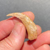 Raptor fossil claw Raptor fossil claw