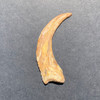 Large raptor claw
