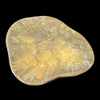 Polished Fossil Coral Dish Polished Fossil Coral Dish