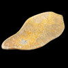 Polished Fossil Coral Dish
