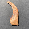Large raptor claw Large raptor claw