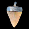 Great white shark tooth pendant 