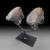 Two associated juvenile woolly mammoth teeth from Siberia, in pristine condition with no restoration.