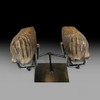 Two associated juvenile woolly mammoth teeth from Siberia, in pristine condition with no restoration.