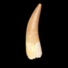Elasmosaurus tooth