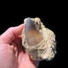 large mosasaur tooth in matrix