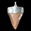 Great white shark tooth pendant Great white shark tooth pendant