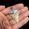 Great white shark tooth pendant